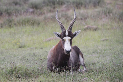 blesbok